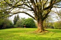 Beautiful old tree in Spring Royalty Free Stock Photo