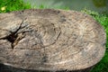Beautiful old tree stump Royalty Free Stock Photo