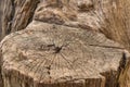 Beautiful old tree stump Royalty Free Stock Photo