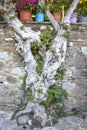 Beautiful old tree, the trunk of which clings to the stone wall. Colorful pots and flowers on the wall Royalty Free Stock Photo