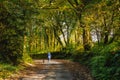 Beautiful old trees along a country lane where a man walks his dog. The autumn sunlight shines through the trees Royalty Free Stock Photo
