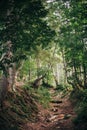 Beautiful old trees and roots with moss and fern leaves in woods