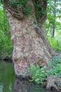 Beautiful old trunk of plane tree in water for biodiversity Royalty Free Stock Photo