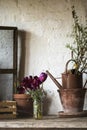 Beautiful old vintage English countryside garden potting shed in Royalty Free Stock Photo