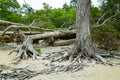 OId white pine tree trunks on a banks on Muckross Lake, also called Middle Lake or The Torc, located in Killarney National Park,