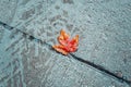 Beautiful old withered red yellow autumn maple leaf in puddle on ground under rain. Fall weather season. Concept of death, despair Royalty Free Stock Photo