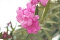 Beautiful of Oleander flower with blur background Royalty Free Stock Photo