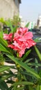 Beautiful oleander pink flowers of garden Royalty Free Stock Photo