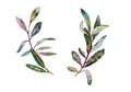 Beautiful olive branches without olives isolated on a white background in a retro style.