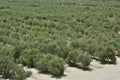 Beautiful olive groves of Ica Peru, Olive field Traditional plantation on sunny days Natural irrigation olive industry