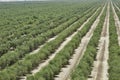 Beautiful olive groves of Ica Peru, Olive field Traditional plantation on sunny days Natural irrigation olive industry