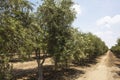 l olive groves of Ica Peru, Olive field Traditional plantation on sunny days Natural irrigation olive industry