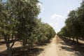 olive groves of Ica Peru, Olive field Traditional plantation on sunny days Natural irrigation olive industry