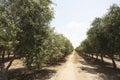 Beautiful olive groves of Ica Peru, Olive field Traditional plantation on sunny days Natural irrigation olive industry