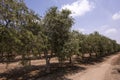 Beautiful olive groves of Ica Peru, Olive field Traditional plantation on sunny days Natural irrigation olive industry