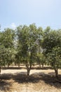 Beautiful olive groves of Ica Peru, Olive field Traditional plantation on sunny days Natural irrigation olive industry