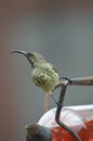 Beautiful olive sunbird or Cyanomitra olivacea feeding from a bird feeder in a house garden Royalty Free Stock Photo