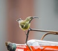 Olive sunbird or Cyanomitra olivacea feeding from a bird feeder in a house garden Royalty Free Stock Photo