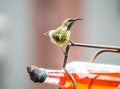 Beautiful olive sunbird or Cyanomitra olivacea feeding from a bird feeder in a house garden Royalty Free Stock Photo