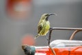 Beautiful olive sunbird or Cyanomitra olivacea feeding from a bird feeder in a house garden Royalty Free Stock Photo