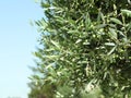 Beautiful olive tree with green leaves and fruits on sunny day Royalty Free Stock Photo