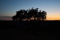 Beautiful olive tree silhouette in Pulo do Lobo waterfall with river guadiana in Mertola Alentejo, Portugal Royalty Free Stock Photo