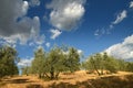 Beautiful Olive Trees with Blue Cloudy Sky. Summer Season, Tuscany. Royalty Free Stock Photo