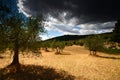 Beautiful Olive Trees with Blue Cloudy Sky. Summer Season, Tuscany. Royalty Free Stock Photo