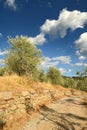 Beautiful Olive Trees with Blue Cloudy Sky. Summer Season, Tuscany. Royalty Free Stock Photo