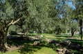 Beautiful olive trees Olea europaea in relic 200 year old olive grove in Aivazovsky landscape park Park Paradise Royalty Free Stock Photo