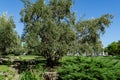 Beautiful olive trees Olea europaea in relic 200 year old olive grove in Aivazovsky landscape park Park Paradise Royalty Free Stock Photo