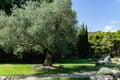 Beautiful olive trees Olea europaea in relic 200 year old olive grove in Aivazovsky landscape park Park Paradise in Partenit