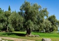 Beautiful olive trees Olea europaea in relic 200 year old olive grove in Aivazovsky landscape park Park Paradise Royalty Free Stock Photo