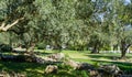 Beautiful olive trees Olea europaea in relic 200 year old olive grove in Aivazovsky landscape park Royalty Free Stock Photo