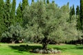 Beautiful olive trees Olea europaea in relic 200 year old olive grove in Aivazovsky landscape park Park Paradise Royalty Free Stock Photo