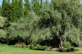 Beautiful olive trees Olea europaea in relic 200 year old olive grove in Aivazovsky landscape park Park Paradise Royalty Free Stock Photo