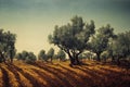 Beautiful olive trees. Olive orchard, plantation. Royalty Free Stock Photo