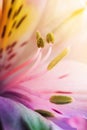 Beautiful ÃÂolorful flowers alstroemeria macro shot. Shallow focus. Abstract flower background.