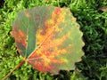 Colorful autumn leaf on moss, Lithuania Royalty Free Stock Photo