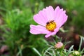 Beautiful One Bee on Big Pink Colors of Cosmos Flowers in garden Royalty Free Stock Photo