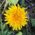 beautiful one dandelion, yellow dandelion in garden