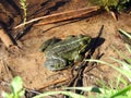 Green frog on sand, Lithuania Royalty Free Stock Photo