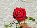 beautiful one red bloody rose Royalty Free Stock Photo