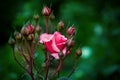 Beautiful one red rose flower and buds blossom close up, green blurred background, blooming pink roses macro Royalty Free Stock Photo