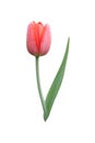 Beautiful one red tulip flower on a white background. Royalty Free Stock Photo