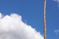 Beautiful one single tree in the forest standing hight against blue sky and white fluffy clouds, one pine tree on a background of Royalty Free Stock Photo