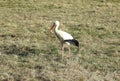 One stork bird walking on spring grass, Lithuania Royalty Free Stock Photo