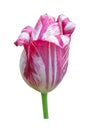 Beautiful one white burgundy tulip flower on a white background.