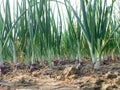 Beautiful onion plants on the farm.Green onions growing in the field