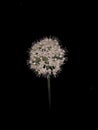 A beautiful onion seed flower with black background Royalty Free Stock Photo